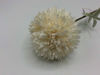 Picture of ALIUM SINGLE STEM 50CM CREAM