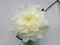 Picture of BLOOMING PEONY 18CM WHITE