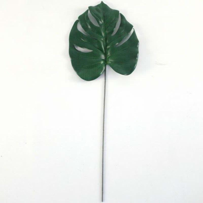 Picture of CHEESE PLANT LEAF