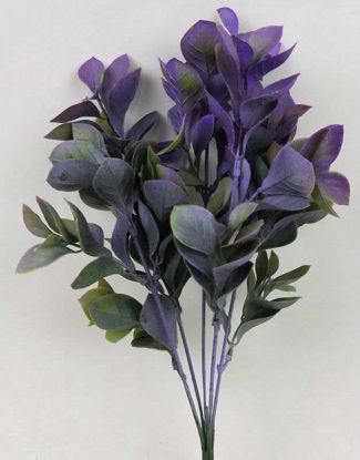 Picture of EUNOYMUS BUSH 34CM PURPLE/GREEN