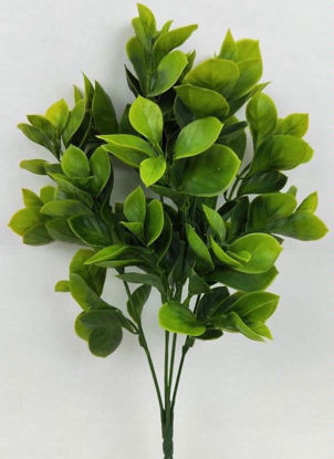 Picture of EUNOYMUS BUSH 34CM YELLOW/GREEN