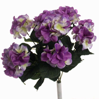 Picture of HYDRANGEA GIANT BUSH LILAC