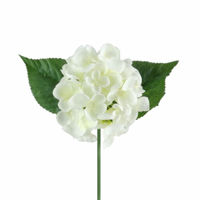 Picture of HYDRANGEA LONG STEM 43CM IVORY