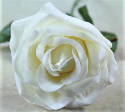 Picture of TEA ROSE SINGLE STEM IVORY