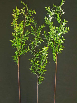 Picture of RUSCUS GLITTER STEM