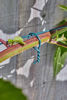 Picture of GARDEN WIRE 1.2MMX100M