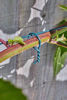 Picture of GARDEN WIRE 1.2MMX50M
