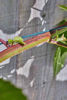 Picture of GARDEN WIRE EXTRA HEAVY DUTY 3.5MMX25M