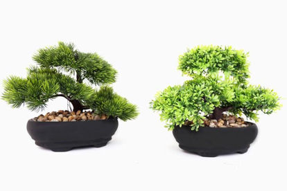 Picture of BONSAI TREE 17CM