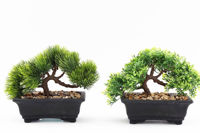 Picture of BONSAI TREE 13CM