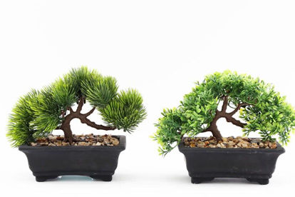 Picture of BONSAI TREE 13CM