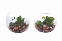 Picture of POT TERRARIUM 10CM