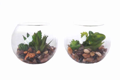 Picture of POT TERRARIUM 10CM